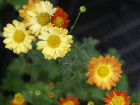 Chrysanthemum (Indicum-Gruppe) Dernier Soleil