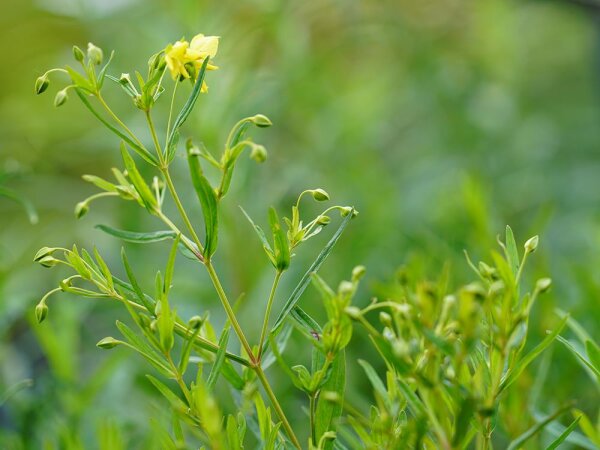 Lysimachia quadrifolia