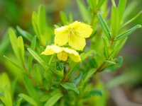 Lysimachia quadrifolia