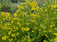 Lysimachia quadrifolia