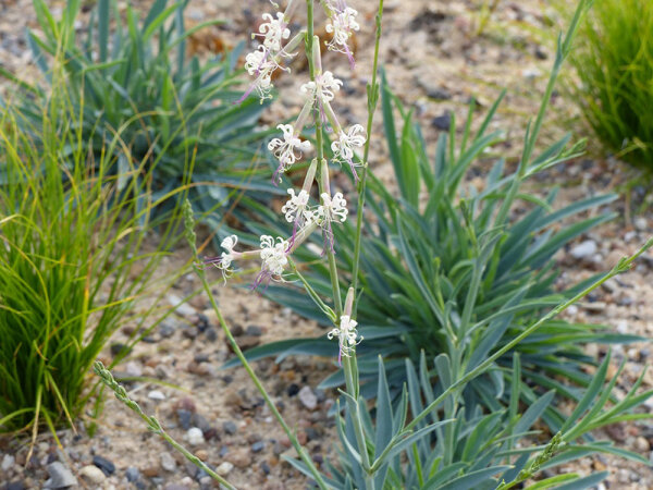 Silene frivaldszkyana