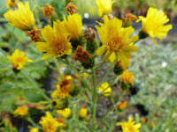 Hieracium prenanthoides subsp. strictissimum