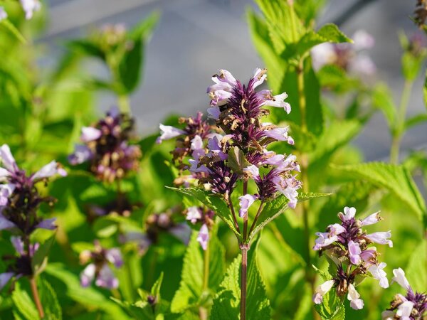 Nepeta subsessilis Sweet Dreams