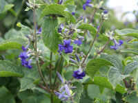 Clematis Tubulosa-Hybride Cassandra