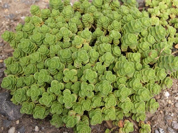 Sedum Hybr. Immergrünchen