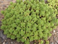 Sedum Hybr. Immergr&uuml;nchen