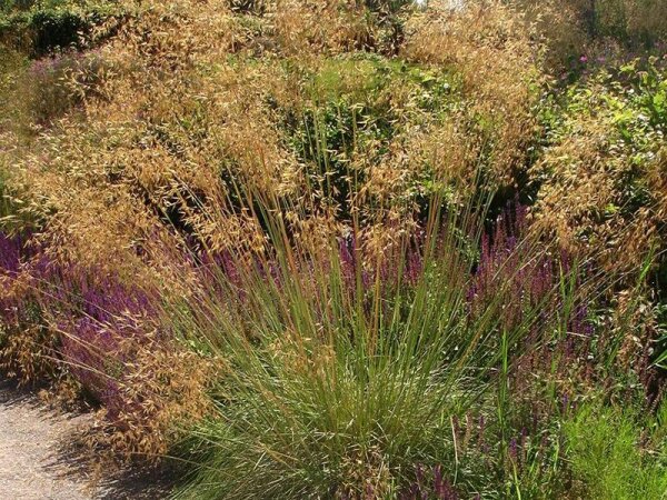 Stipa gigantea