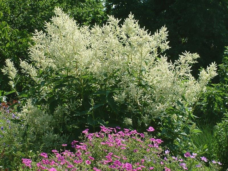 Aconogonon x fennicum Johanniswolke