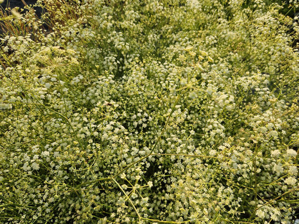 Seseli hippomarathrum