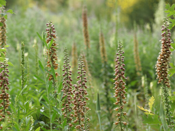 Digitalis ferruginea Gelber Herold