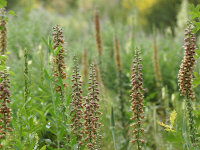 Digitalis ferruginea Gelber Herold