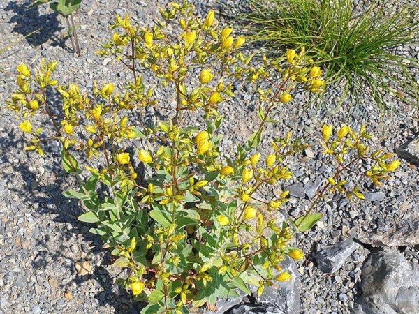 Hypericum atomarium