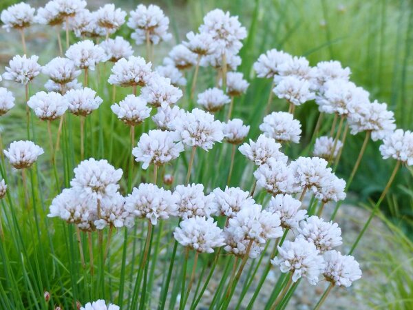 Armeria welwitschii