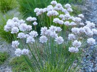 Armeria welwitschii