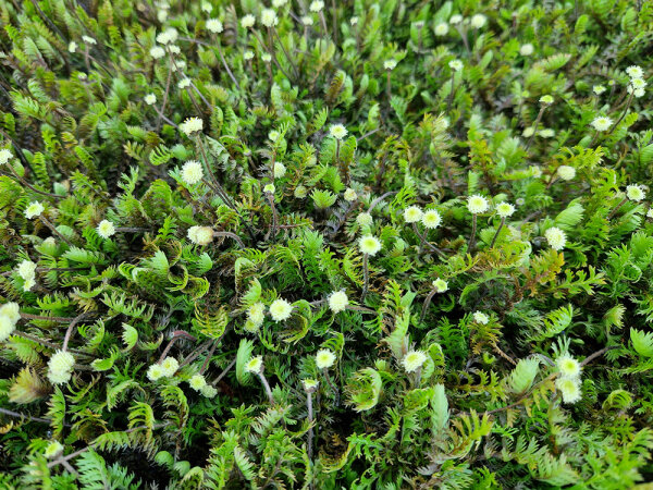 Cotula squalida (Leptinella angustata)