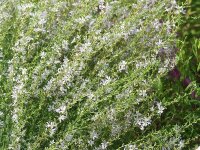 Lythrum virgatum White Swirl