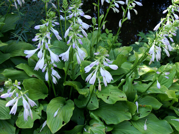 Hosta Plantaginea-Hybr. Honeybells P1