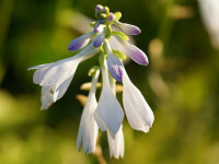 Hosta Plantaginea-Hybr. Honeybells