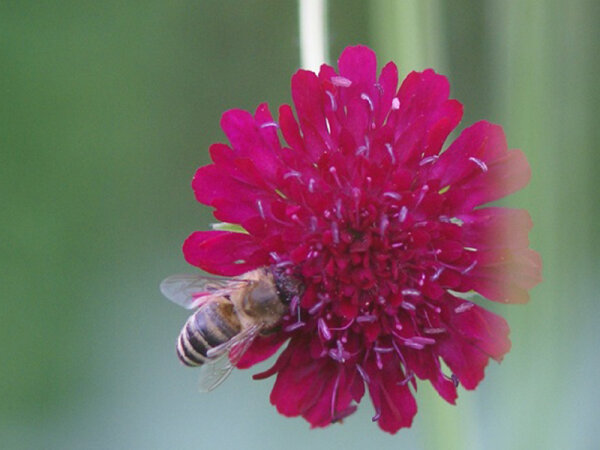 Knautia macedonica Mars Midget