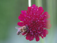 Knautia macedonica Mars Midget