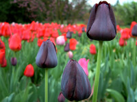Tulipa Queen of Night (5 Stk.)