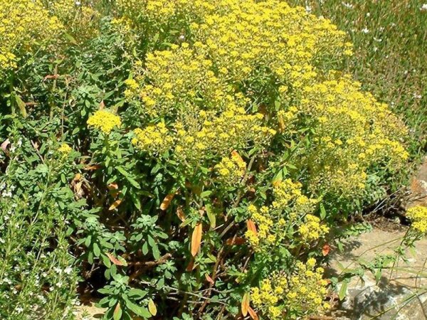 Alyssum markgrafii