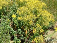 Alyssum markgrafii