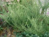 Artemisia molinieri