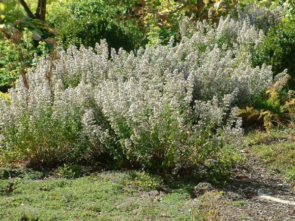 Calamintha nepeta subsp. nepeta Triumphator