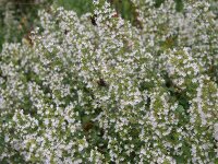 Calamintha nepeta subsp. nepeta Triumphator