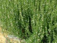Satureja montana var. citriodora