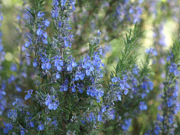 Rosmarinus officinalis Blaulippe