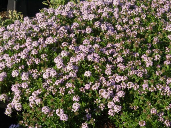 Thymus longicaulis Odoratus