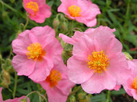 Helianthemum Hybr. Lawrensons Pink