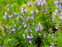 Satureja montana subsp. illyrica