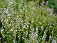 Thymus vulgaris Compactus