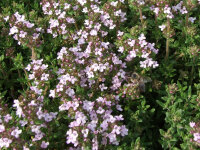 Thymus vulgaris Compactus