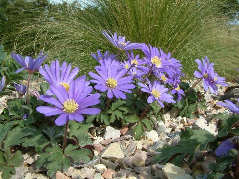 Anemone blanda Blue Shades (20 Stk.)