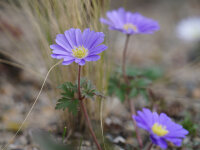 Anemone blanda Blue Shades (20 Stk.)