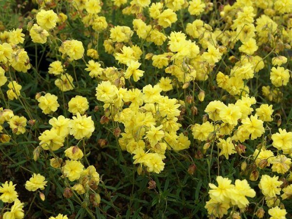 Helianthemum Hybr. Sulphureum-Plenum