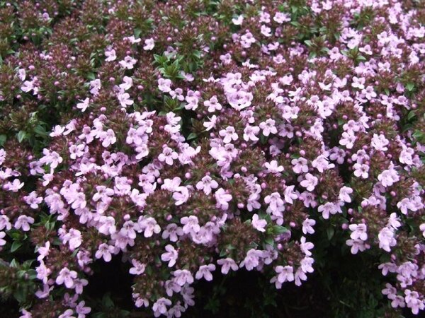 Thymus herba-baronae