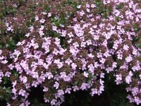 Thymus herba-baronae