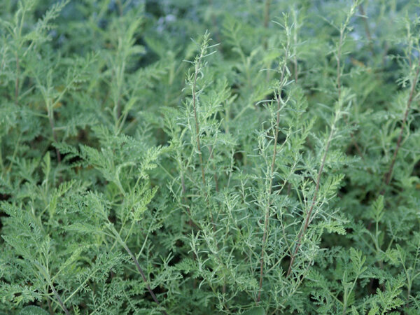 Artemisia abrotanum Courson