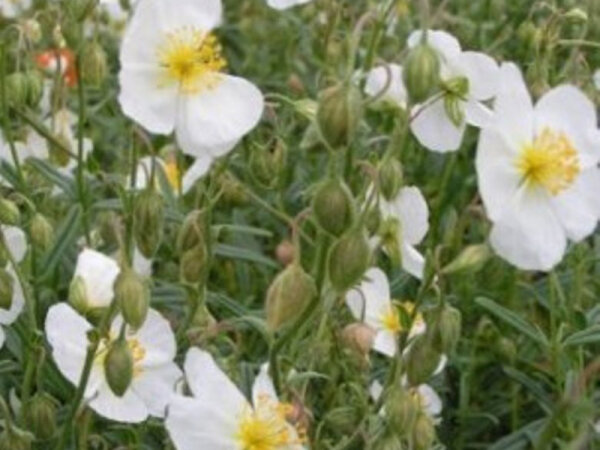 Helianthemum Hybr. Snow Queen