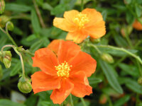 Helianthemum Hybr. Bronzeteppich