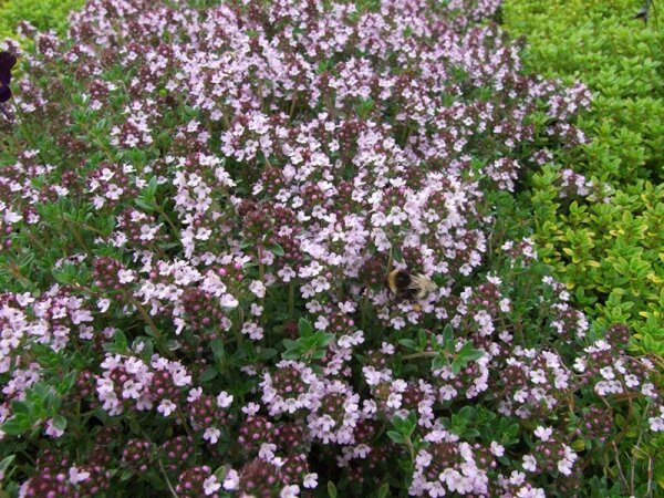 Thymus thracicus Lavander