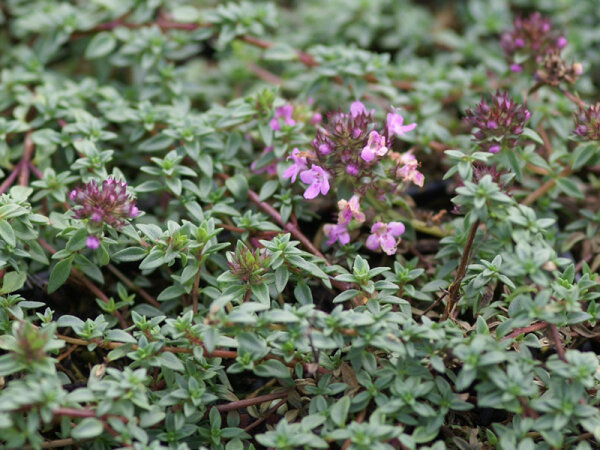 Thymus herba-baronae var. citrata