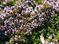 Thymus herba-baronae var. citrata