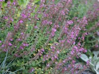 Teucrium x lucidrys