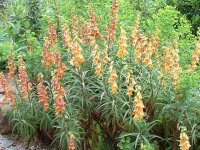 Digitalis obscura Sunset P1